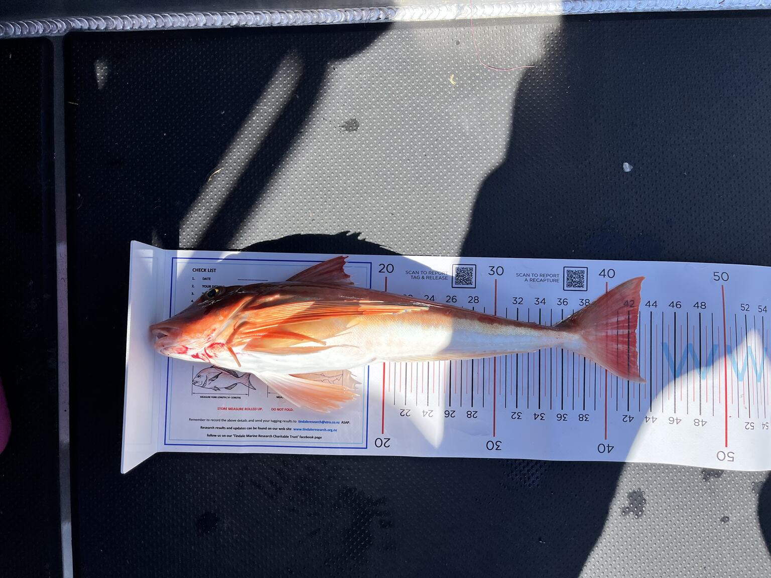 A gurnard laid on a measuring mat