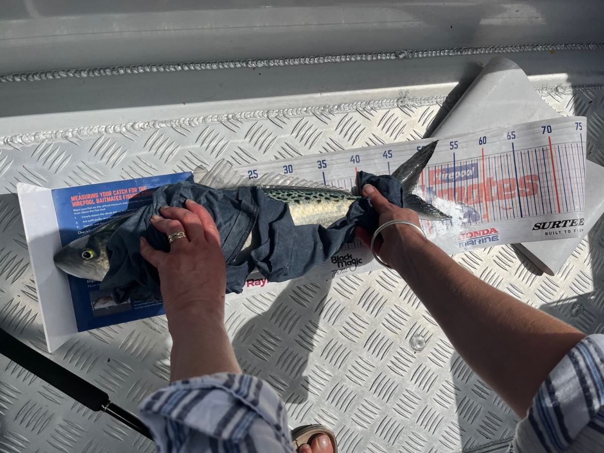 Hands holding a fish on a measuring mat