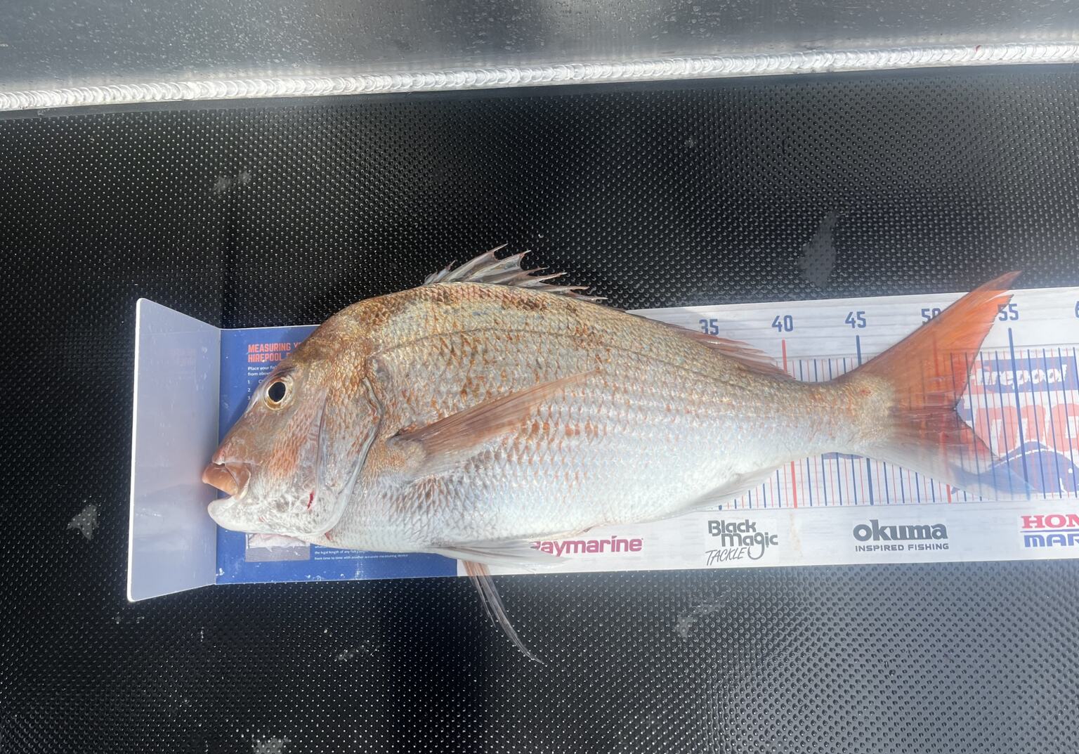 A snapper laid on a measuring mat